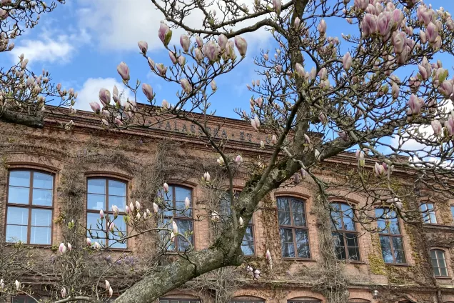 Palaestra et Odeums byggnad med magnolior. Foto. 